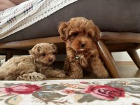 F3 Maltipoo kaliteli gen son yavru