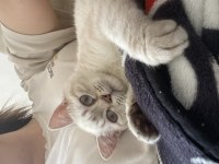 British shorthair dişi kedimiz yeni yuvasını arıyor