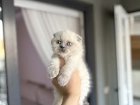 SCOTTISH FOLD SEVİMLİ YAVRULARIM 