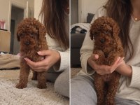 Red Toy Poodle