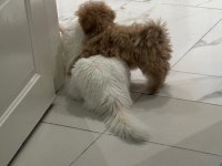 Tuvalet eğitimli aşıları tam maltipoo