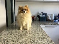 10 aylık pomeranian erkek