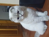 10 aylık scottish fold