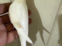 31 GÜNLÜK ALBİNO OĞLAN BEBEK MUHABBET KUŞU