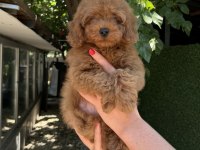 TOY POODLE ERKEK KG GARANTİLİ