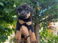 Alman kökenli rottweiler yavruları