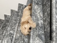 Maltipoo acil sahiplendirme