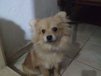 Tilki yüzlü pomeranian cinsi köpeğimiz