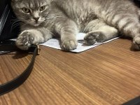 SAĞIR KEDİMİZ AMA ÇOK TATLI