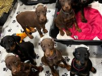 Doberman bebekler sağlık ve ırk garantili teslim