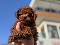 Petmode köpek çiftliğinde ziyarete açık toy poodle