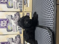 Irkının em güzel morkie örnekleri mağazamızdan