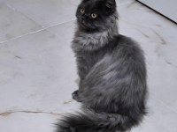 4 aylik erkek british longhair kendisi gibi ismi de Yumak
