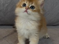 Yakışıklı safkan bir golden british longhair prens