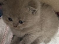 Safkan British Shorthair Babalık Hakkı Erkek Yavrumuz