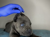 Cane Corso Yavru Denizli