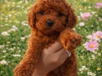 Seçkin Kan Hattına Sahip Toy Poodle Yavrularımız