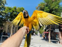 EVCİL EĞİTİMLİ KONUŞAN SARI LACİVERT MACAW PAPAĞANI