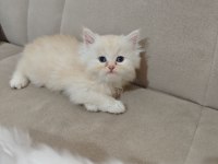 Safkan babadan british longhair erkek