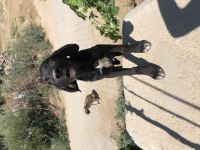 Şirin Av Köpeği Yavruları Sahiplendirilecektir