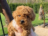 Red Brown Toy Poodle Yavruları İstanbul