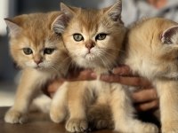 Ankarada ziyarete açık golden british shorthair