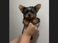Teacup yorkshire terrier yavrular