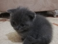2.5 dişi scottish fold