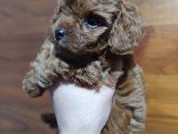 Oyuncak boy toy poodle bebekler