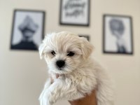 Ruhsatlı üretim çiftliğinden tea cup Maltese Terrier