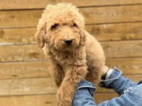 Dev Poodle Yavrularımız Yeni Ailelerini Bekliyor