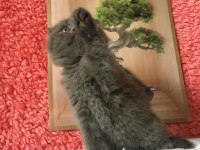 Scottish Fold Minnoşlarım