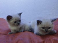 MUHTEŞEM GÜZELLİKTE RAGDOLL YAVRULARIMIZ