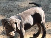 Orjinal Cane Corso Yavru