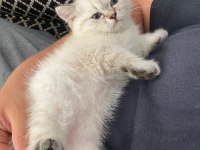 Blue Point British Shorthair Kızımız Yeni Yuvasını Arıyor