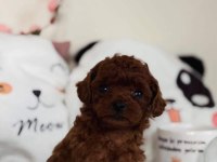 Irk Ve Sağlık Garantili Poodle Yavrular
