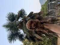 Toypoodle yavrularımız 