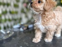 KÖPEĞİMİZ MİLKA MIZI SAHİPLENECEK BİR AİLE ARIYORUZ