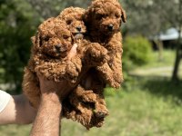 Anne altından toy poodle
