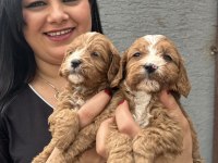 Safkan maltipoo yavrularım