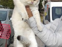 Safkan scrli british shorthair