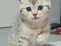 Muhteşem Güzellik Sıfır Kulak Bebek Scottish Fold
