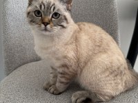 British Shorthair Ns24 Silver Tabby