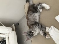FULL ŞECERELİ MAİNE COON MİNİK DEV