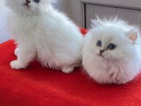 Maviş gözlü safkan british longhair yavrular
