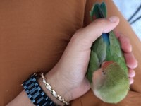 4 Aylık Erkek Papağanımız