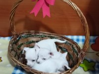 Yavru safkan dişi chihuahua