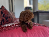 Kore Poodle Erkek