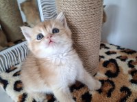 Safkan british shorthair golden bebekler