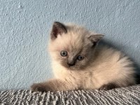 British shorthair yavru